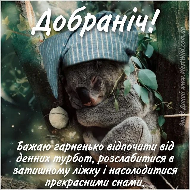 Спляча коала в шапці з побажаннями добраніч українською.