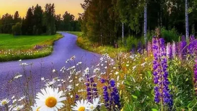 привітання з першим літнім днем - Квіти вздовж дороги на заході сонця з привітанням.