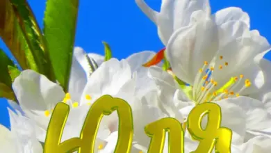 привітання з днем народження юля - Квіти та привітання з днем народження Юлі українською мовою.