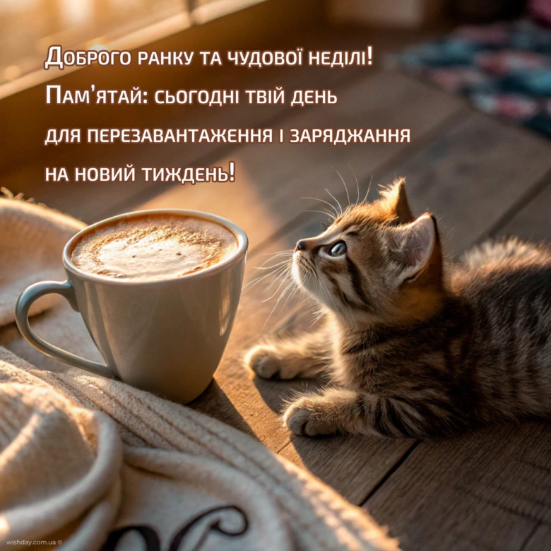 Котята та кава на ранок. Доброго тижня!