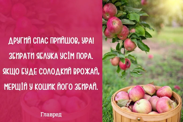 Корзина з яблуками під деревом на фоні саду.