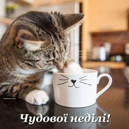 Кіт п'є з чашки, на якій написано: Чудової неділі!